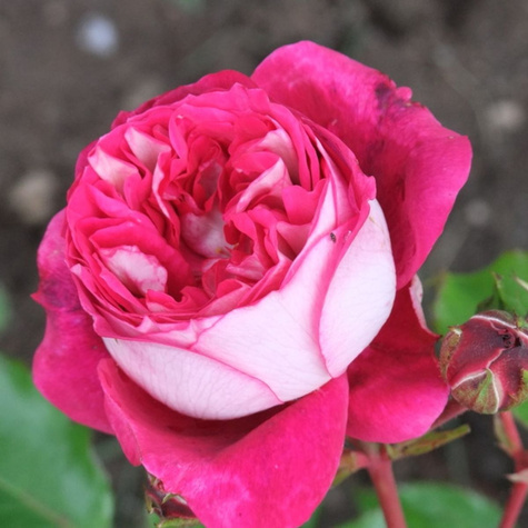 Róża rabatowa Maxim biało-różowa