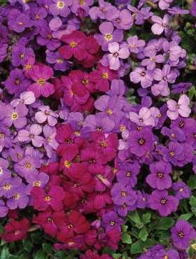 Żagwin zestaw kolorów 0,2g