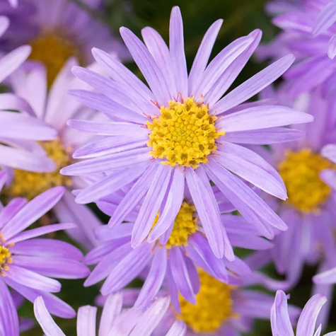 Aster gawędka Danzig (C2)