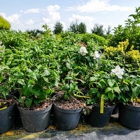 Jaśminowiec panieński Biały Karzeł (C2)