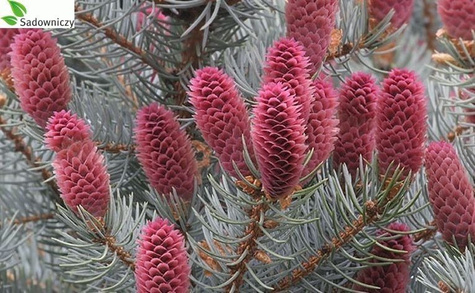 Świerk kłujący Dolores