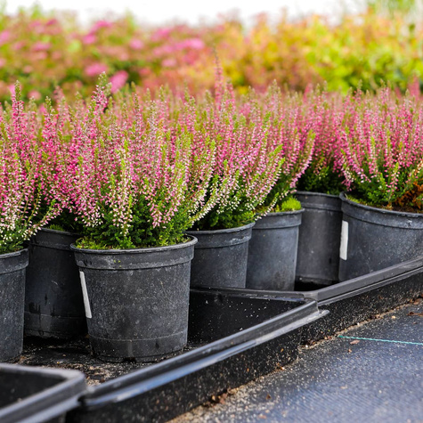 Wrzos pospolity Renate różowy pączkowy