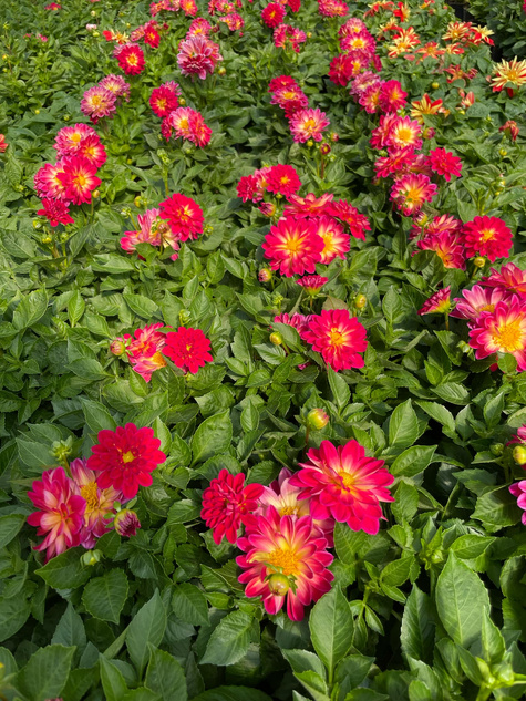 Dalia Lubega Special Bicolor Burgundy