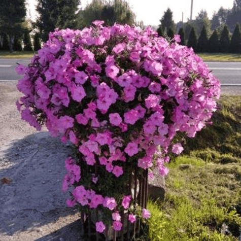 Surfinia Supertunia Vista Bubblegum samoczyszcząca