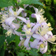 Powojnik Clematis okrywowy Praecox (C2)