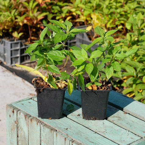 Hortensja bukietowa Little Spooky (C2)