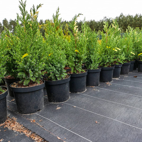 Jałowiec chiński Stricta Variegata dwubarwny