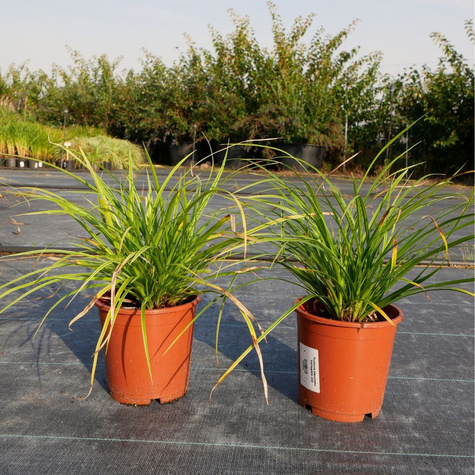 Turzyca japońska pstrolistna Variegata (C2)