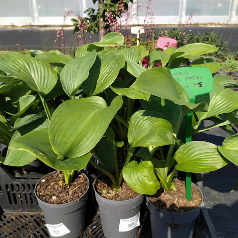 Funkia ogrodowa Blue Angel