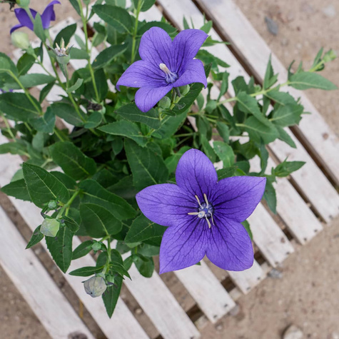 Rozwar Wielokwiatowy mix (C2)