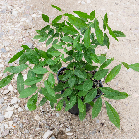 Glicynia chińska fioletowa (C2)