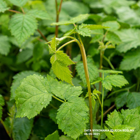 Jeżyna wielkoowocowa Loch Ness w doniczce