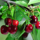 Mini Wiśnia karłowa Piemont Plant Pack