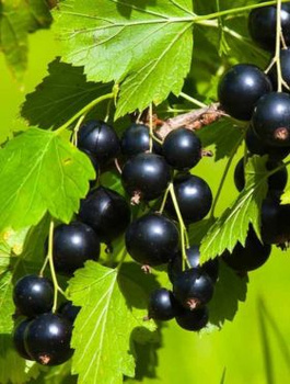 Porzeczka czarna Plant Pack