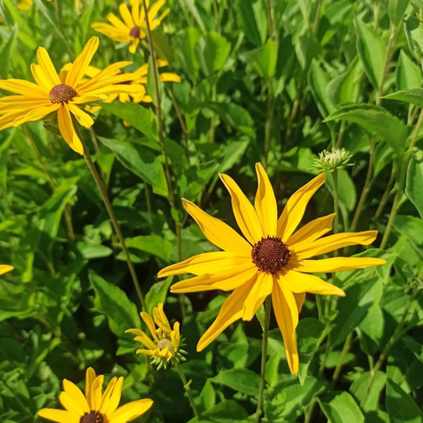 Rudbekia nibykutnerowata (C2)