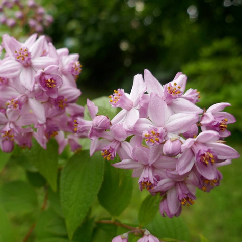 Żylistek mieszańcowy Mont Rose (C1.7)