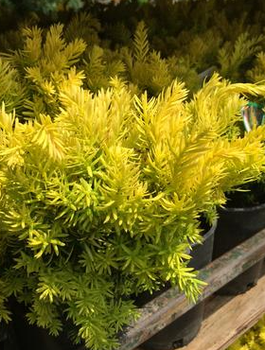 Cis japoński Aurescens (C2)