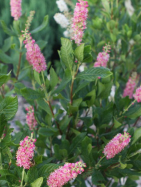 Orszelina olcholistna Pink Spire (P9)