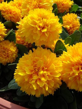 Nachyłek wielkokwiatowy Solanna Golden Sphere