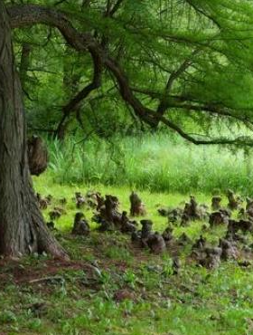 Cypryśnik błotny (P9)