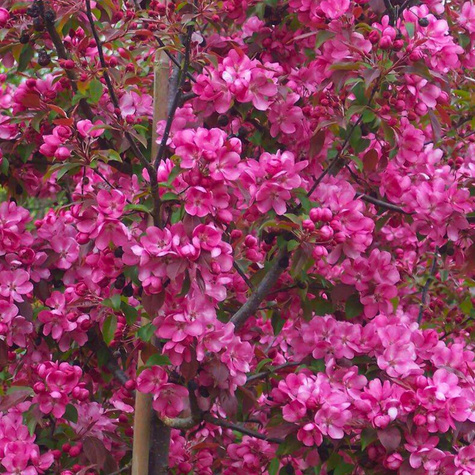 Jabłoń ozdobna rajska Rudolph