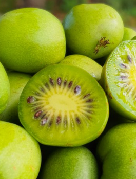 MINI KIWI Aktinidia Ostrolistna Kokuwa obupłciowa (C2)