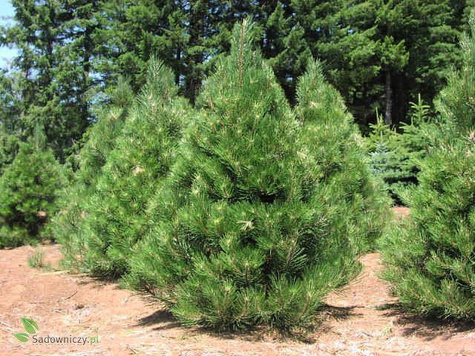 Sosna czarna 80-140 cm