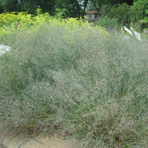 Wiechlina Poa Blue Hills