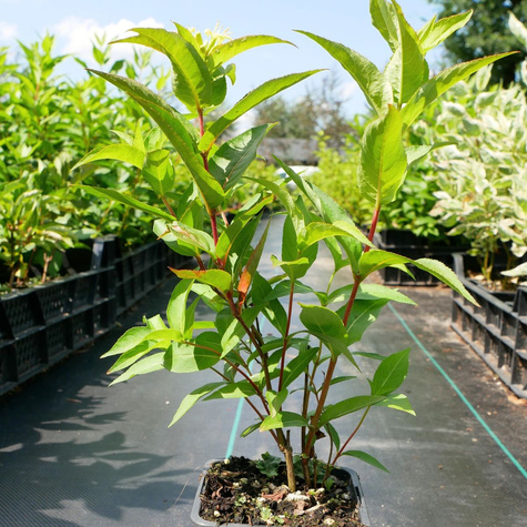 Zadrzewnia bezogonkowa Butterfly (P9)