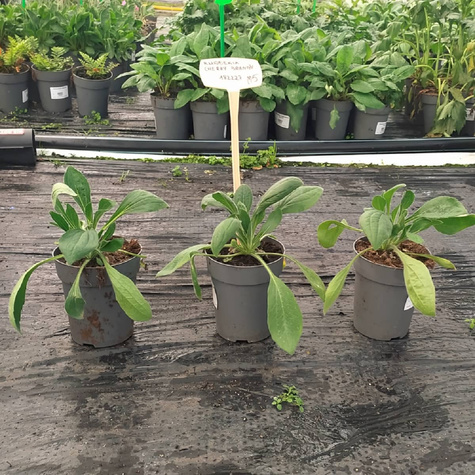 Rudbekia Cherry Brandy (C2)