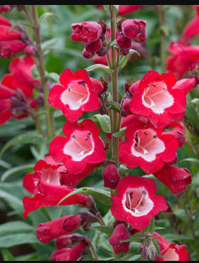 Penstemon Hartwegii Polaris Red (C2)