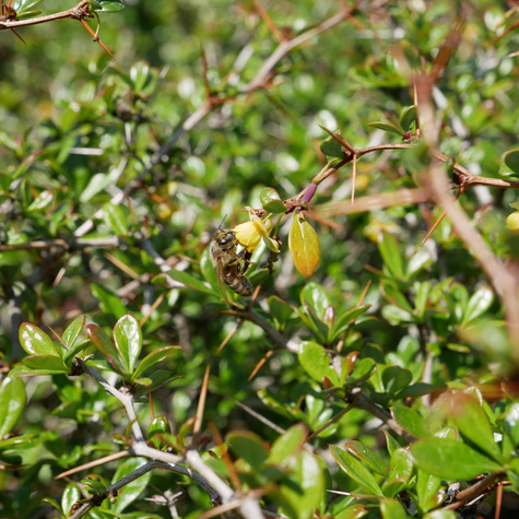 Berberys thunberga Green Jewel