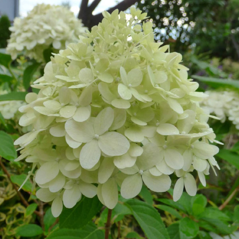 Hortensja bukietowa White Light (P9)