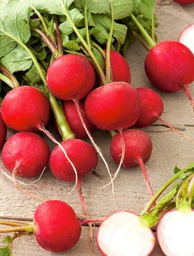 Rzodkiewka Falco okrągła 5g