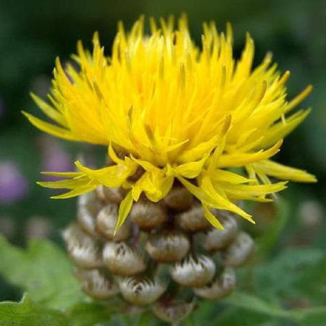 Chaber wielkogłówkowy