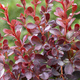 Berberys thunberga Dart's Red Lady (P9)
