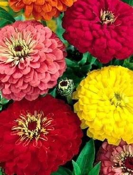 Cynia daliowa mix kolorów 1g Polan