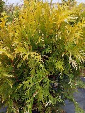 Thuja Tuja Żywotnik zachodni 'Magdalena'