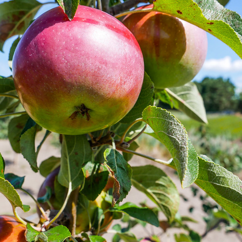Jabłoń Fantazja Plant Pack