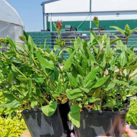 Głowienka wielkokwiatowa (C2)