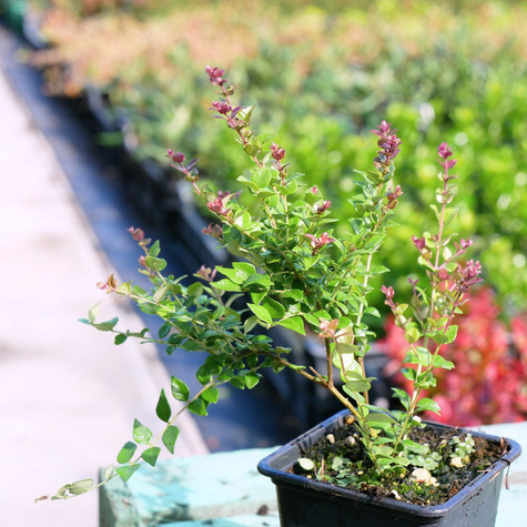 Suchodrzew lśniący mirtolistny Red Tips (P9)