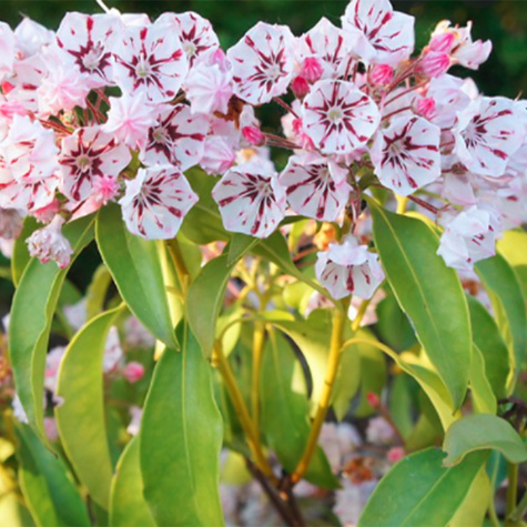 Kalmia szerokolistna Zebulon (C2)