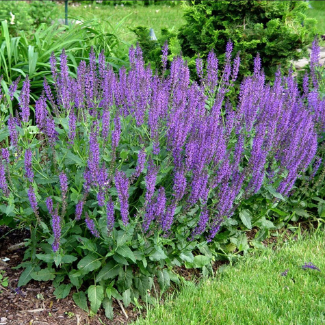 Szałwia omszona April Night (C2)