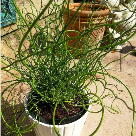 Sit Rozpierzchły Spiralny (C2)