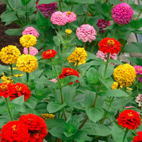 Cynia wytworna daliowa mix Vilmorin 1 g