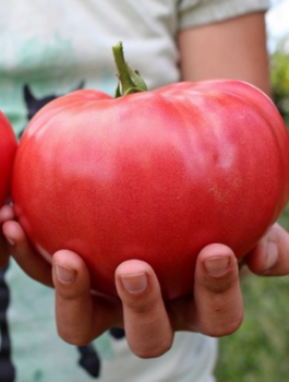 Pomidor gruntowy wysoki Malinowy Warszawki 0,5g