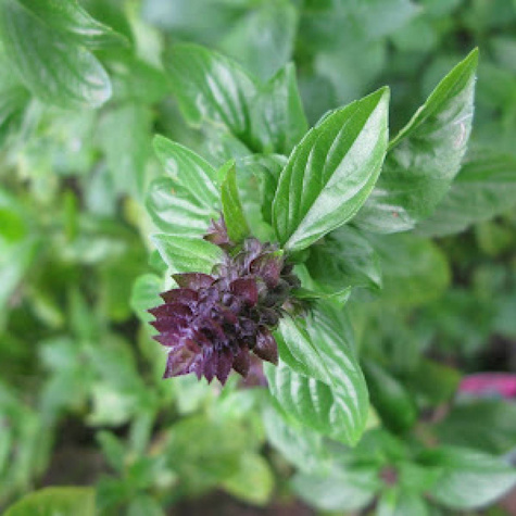 Bazylia cynamonowa (C2)