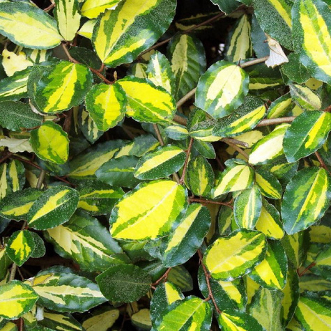 Oliwnik kłujący 'Maculata' (P9)