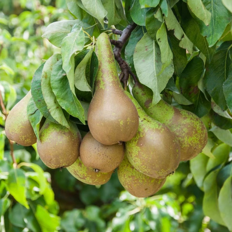 Duo Grusza Konferencja + Early Shu START PACK ®