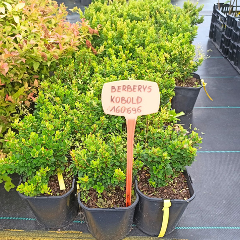Berberys Thunberga Kobold (C2)